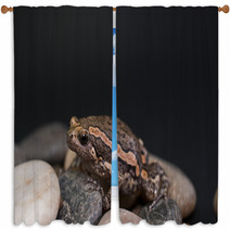 Asian Painted Frog Kaloula Pulchra Window Curtains 46552185