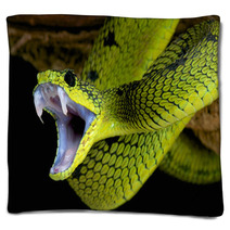 Attacking Snake / Atheris Nitschei Blankets 63574143