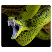 Attacking Snake / Atheris Nitschei Rugs 63574143