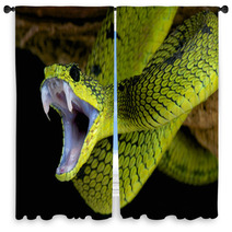 Attacking Snake / Atheris Nitschei Window Curtains 63574143