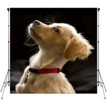 Attentive Puppy In Color Backdrops 67949336