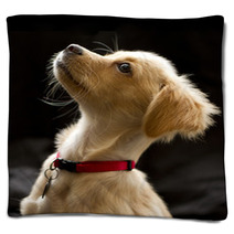 Attentive Puppy In Color Blankets 67949336