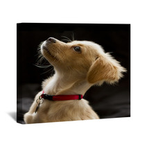 Attentive Puppy In Color Wall Art 67949336