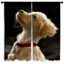 Attentive Puppy In Color Window Curtains 67949336