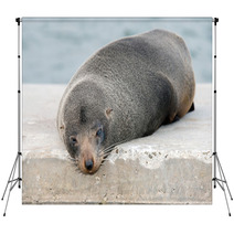 Australia Fur Seal Close Up Portrait Backdrops 100260711