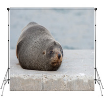 Australia Fur Seal Close Up Portrait Backdrops 100260715