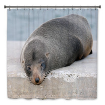 Australia Fur Seal Close Up Portrait Bath Decor 100260711