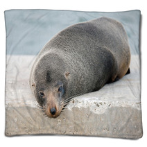 Australia Fur Seal Close Up Portrait Blankets 100260711
