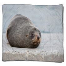 Australia Fur Seal Close Up Portrait Blankets 100260715