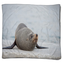 Australia Fur Seal Close Up Portrait Blankets 100260716