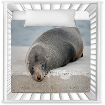 Australia Fur Seal Close Up Portrait Nursery Decor 100260711