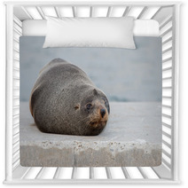 Australia Fur Seal Close Up Portrait Nursery Decor 100260715