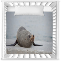 Australia Fur Seal Close Up Portrait Nursery Decor 100260716