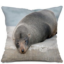 Australia Fur Seal Close Up Portrait Pillows 100260711