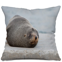 Australia Fur Seal Close Up Portrait Pillows 100260715
