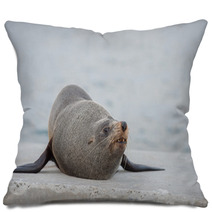 Australia Fur Seal Close Up Portrait Pillows 100260716