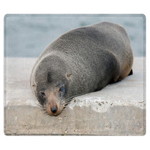 Australia Fur Seal Close Up Portrait Rugs 100260711