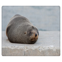 Australia Fur Seal Close Up Portrait Rugs 100260715