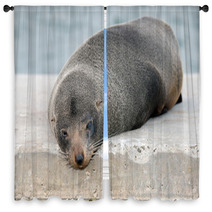 Australia Fur Seal Close Up Portrait Window Curtains 100260711