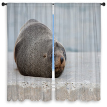 Australia Fur Seal Close Up Portrait Window Curtains 100260715