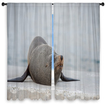 Australia Fur Seal Close Up Portrait Window Curtains 100260716