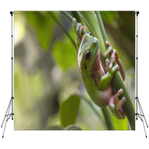 Australian Green Tree Frog Backdrops 71464888