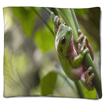 Australian Green Tree Frog Blankets 71464888