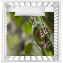 Australian Green Tree Frog Nursery Decor 71464888
