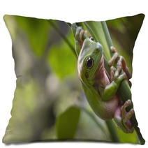 Australian Green Tree Frog Pillows 71464888