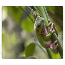 Australian Green Tree Frog Rugs 71464888