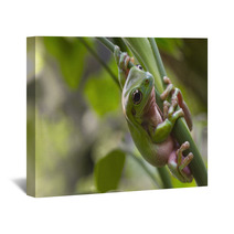 Australian Green Tree Frog Wall Art 71464888