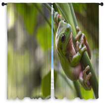 Australian Green Tree Frog Window Curtains 71464888