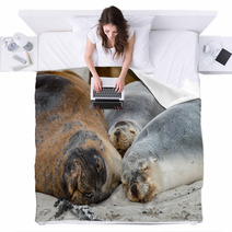 Australian Sea Lion Relaxing On The Beach Blankets 100204848
