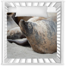 Australian Sea Lion Relaxing On The Beach Nursery Decor 100204868