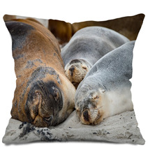 Australian Sea Lion Relaxing On The Beach Pillows 100204848