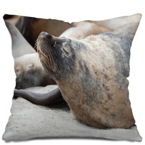 Australian Sea Lion Relaxing On The Beach Pillows 100204868