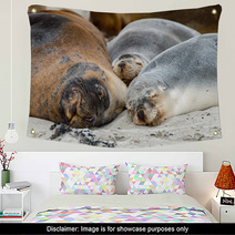 Australian Sea Lion Relaxing On The Beach Wall Art 100204848