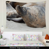 Australian Sea Lion Relaxing On The Beach Wall Art 100204868