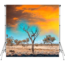 Autralian Outback Terrain Colors With Bush And Red Sand Backdrops 68339538