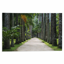 Avenue Of Royal Palms Botanic Garden Rugs 65859904