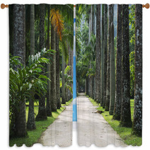 Avenue Of Royal Palms Botanic Garden Window Curtains 65859904