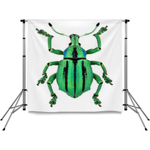 Azure Exotic Weevil (Eupholus Cuvieri) Isolated Backdrops 61286786