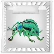 Azure Exotic Weevil (Eupholus Cuvieri) Isolated On White Nursery Decor 61685520