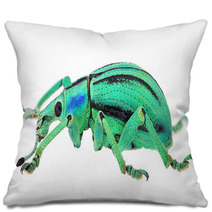 Azure Exotic Weevil (Eupholus Cuvieri) Isolated On White Pillows 61685520