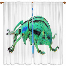 Azure Exotic Weevil (Eupholus Cuvieri) Isolated On White Window Curtains 61685520
