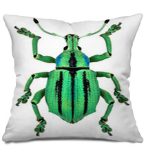 Azure Exotic Weevil (Eupholus Cuvieri) Isolated Pillows 61286786