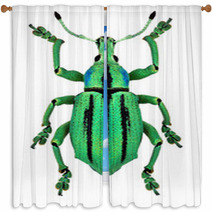 Azure Exotic Weevil (Eupholus Cuvieri) Isolated Window Curtains 61286786