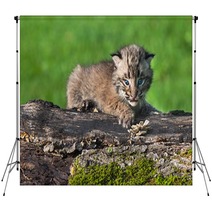 Baby Bobcat (Lynx Rufus) Looks Out From Atop Log Backdrops 91428314