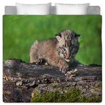 Baby Bobcat (Lynx Rufus) Looks Out From Atop Log Bedding 91428314