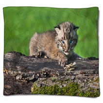 Baby Bobcat (Lynx Rufus) Looks Out From Atop Log Blankets 91428314